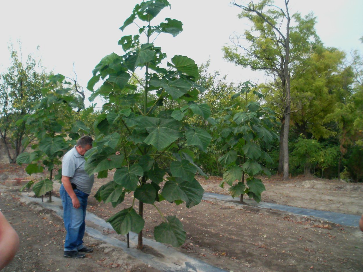Быстрорастущее дерево Павловния