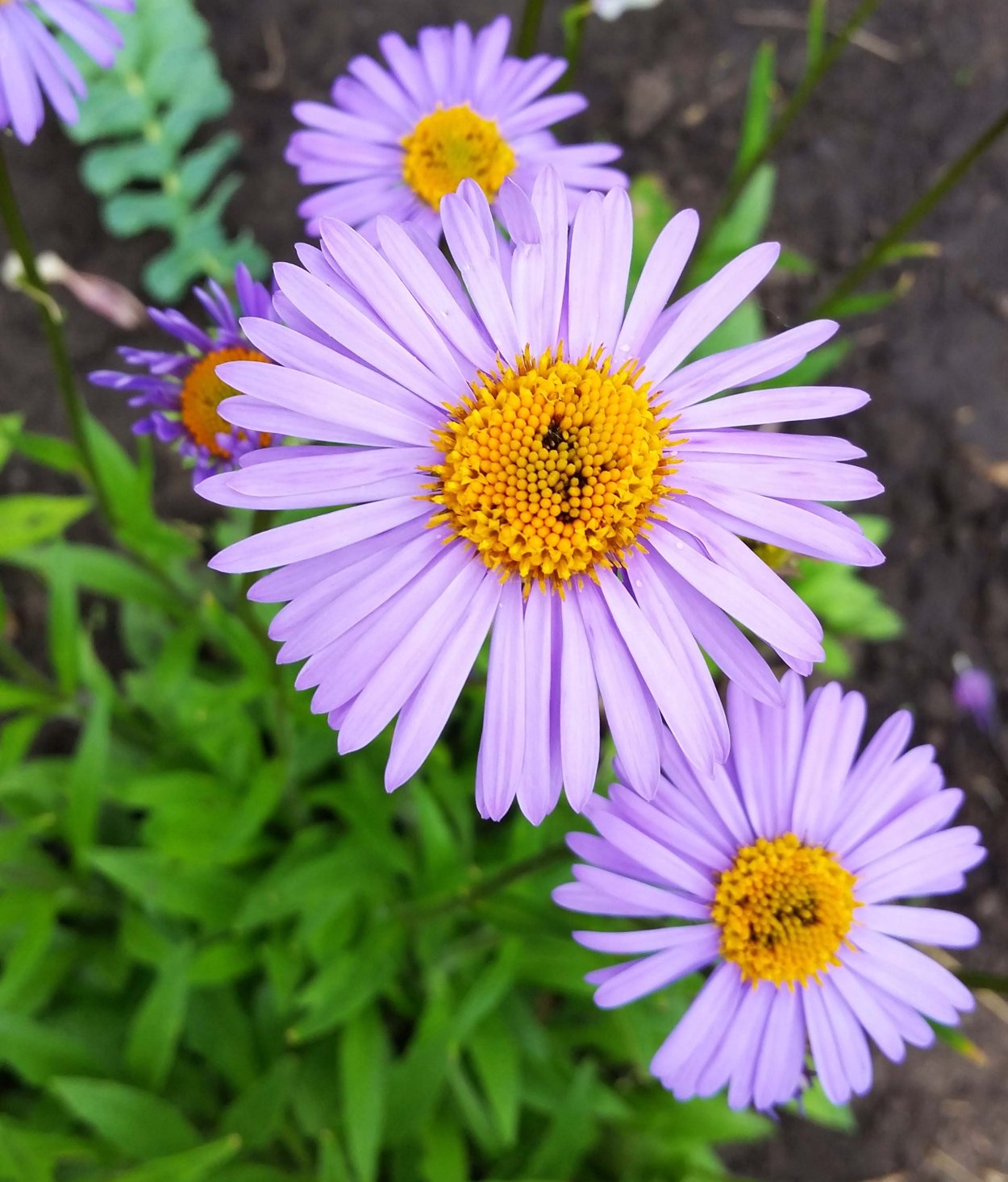 Астра Альпийская голубая