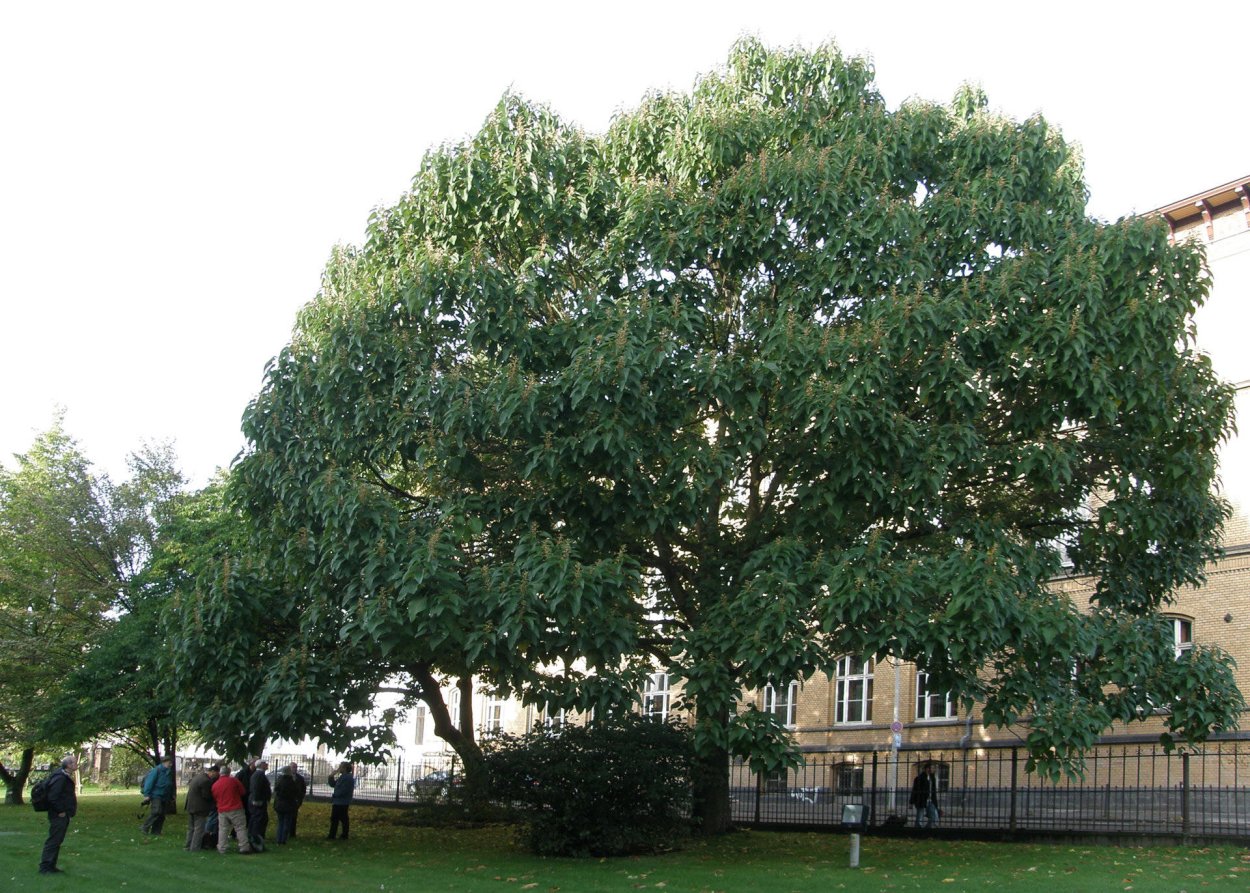 Павловния Фаргеза