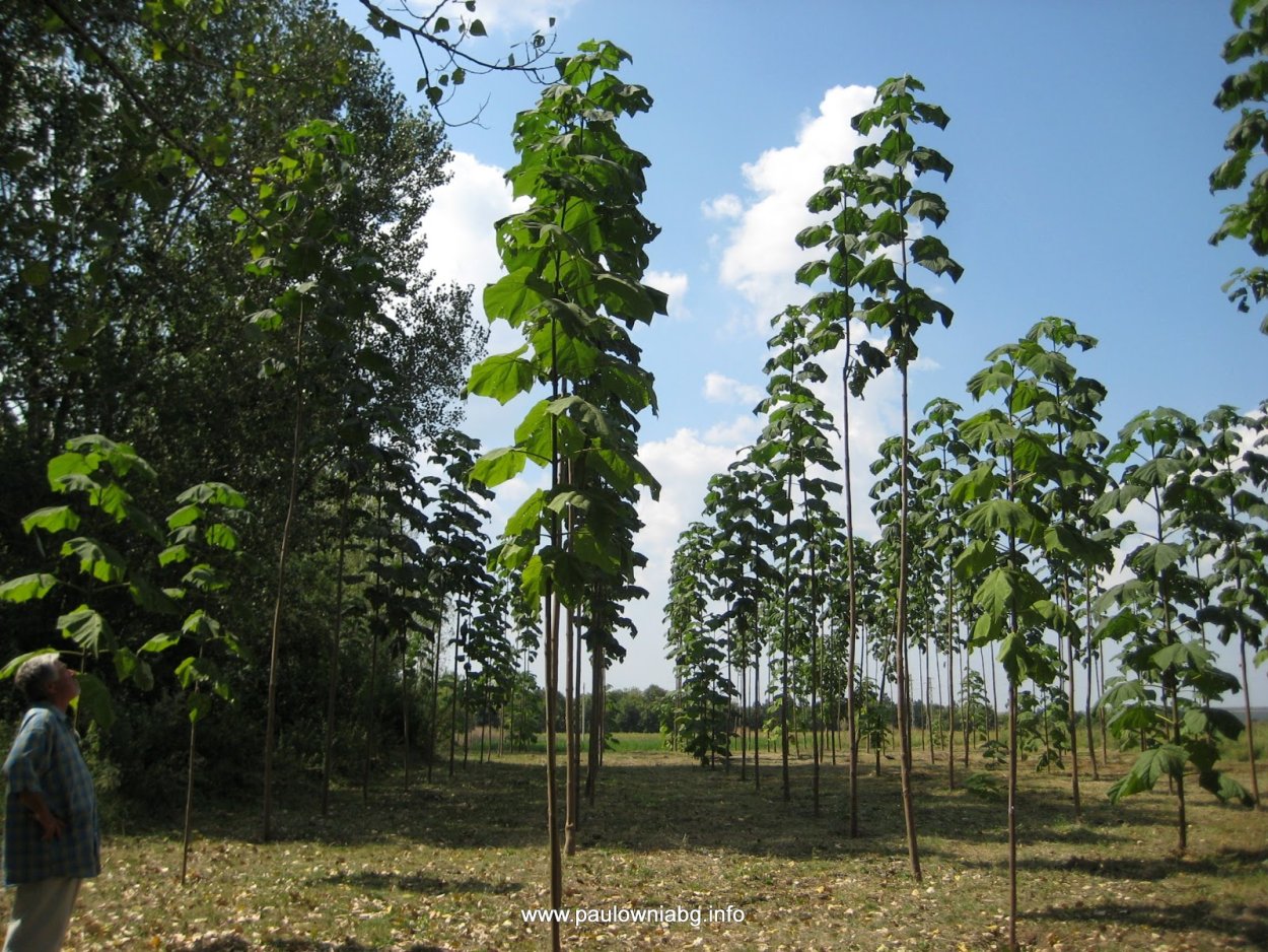 Павловния Шан-Тонг