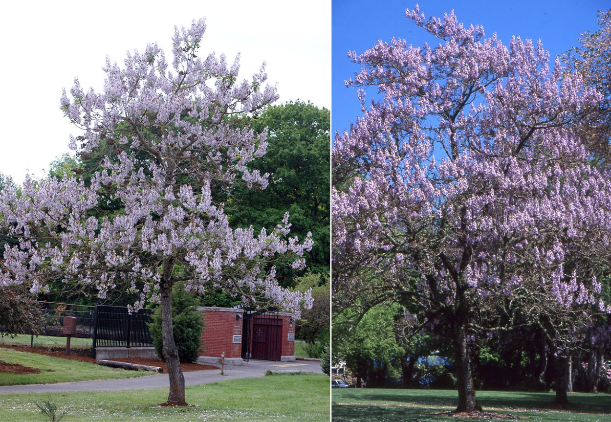 Павловния сорт томентоза