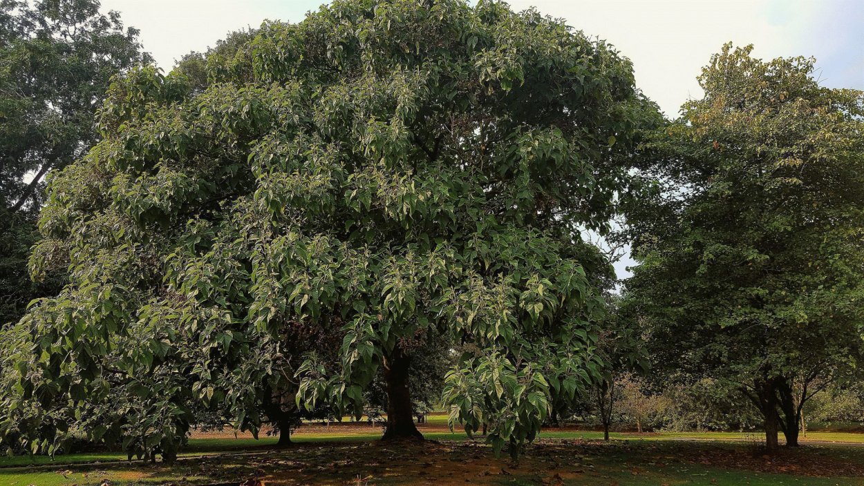 Павловния диаметр кроны