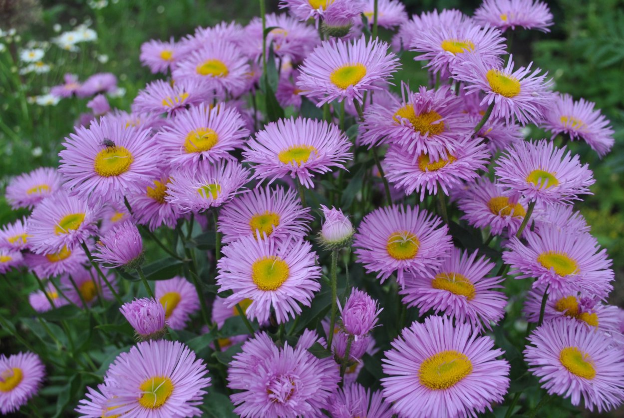 Ромашка фиолетовая с желтой серединкой