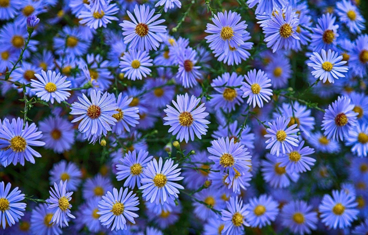 Астра Альпийская (Aster Alpinus) ‘Glory’