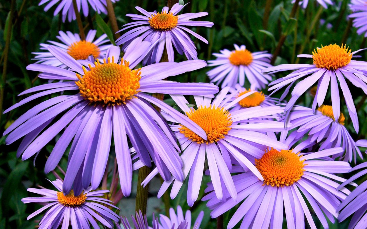 Остеоспермум сиреневый