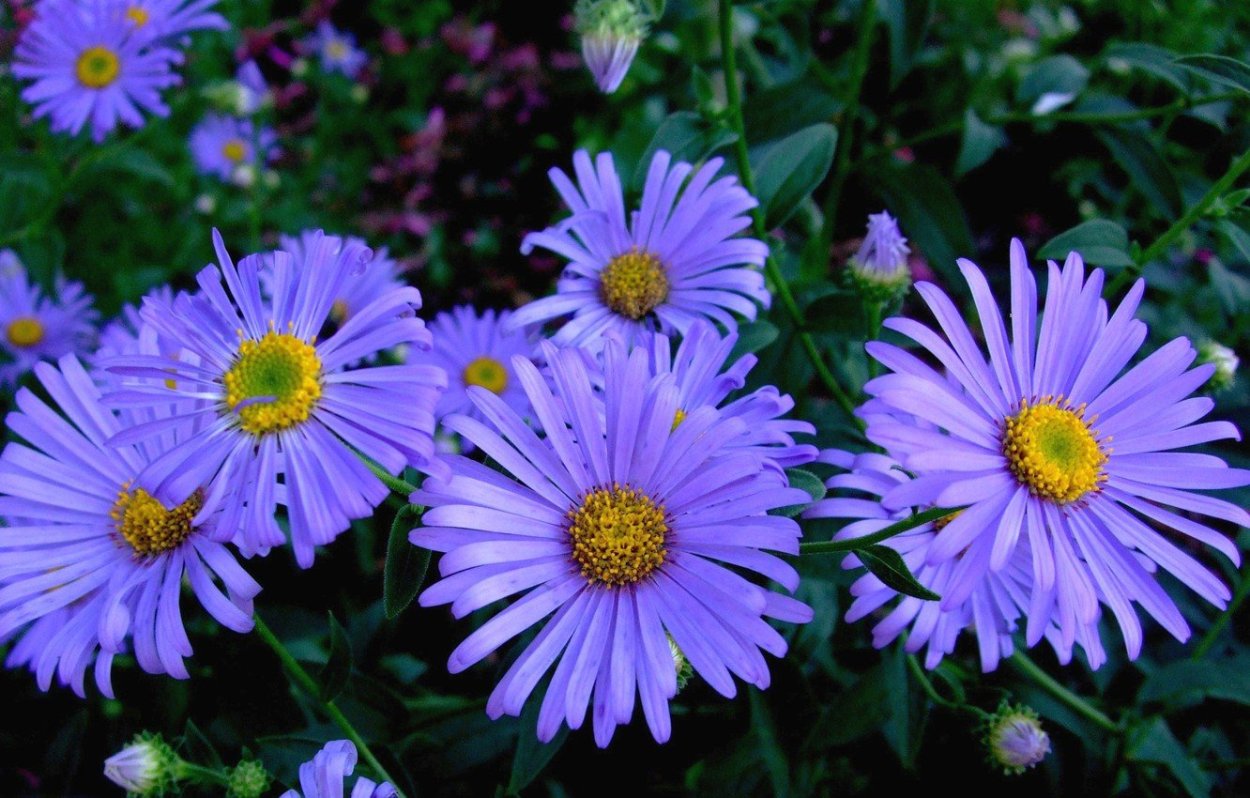 Астра Альпийская (Aster Alpinus)