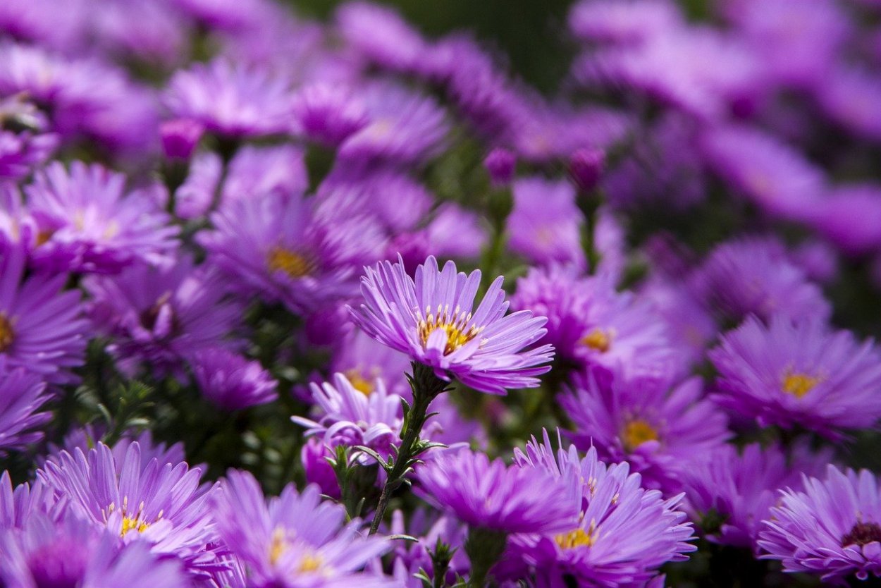 Сиреневые ромашки