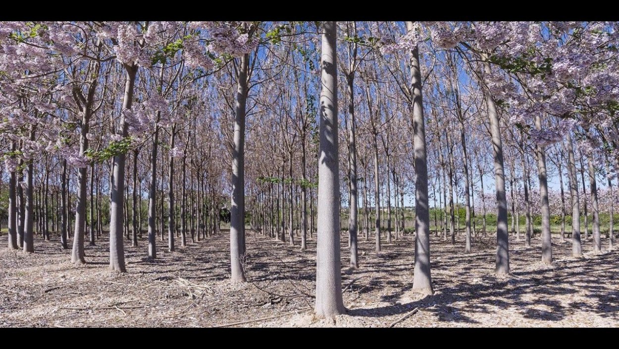 Павлония 9501 гибрид