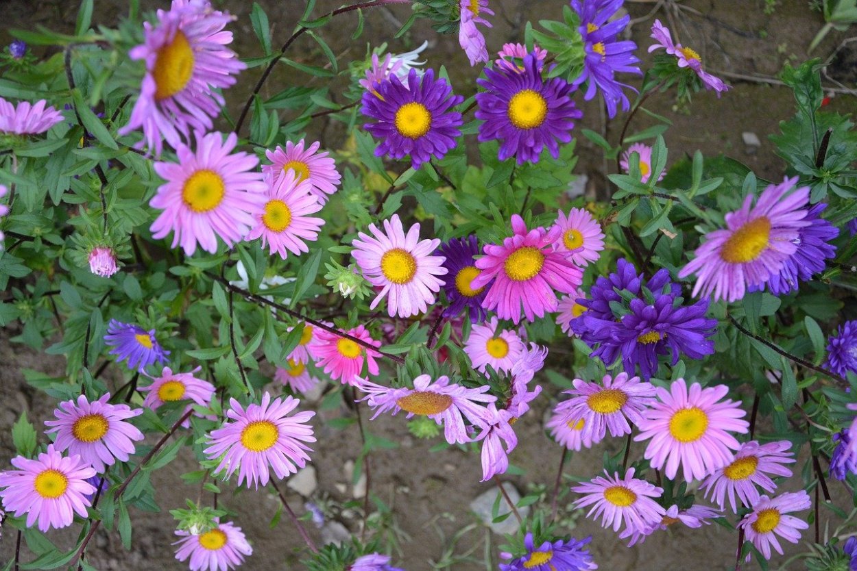 Бордовый цветок похож на ромашку