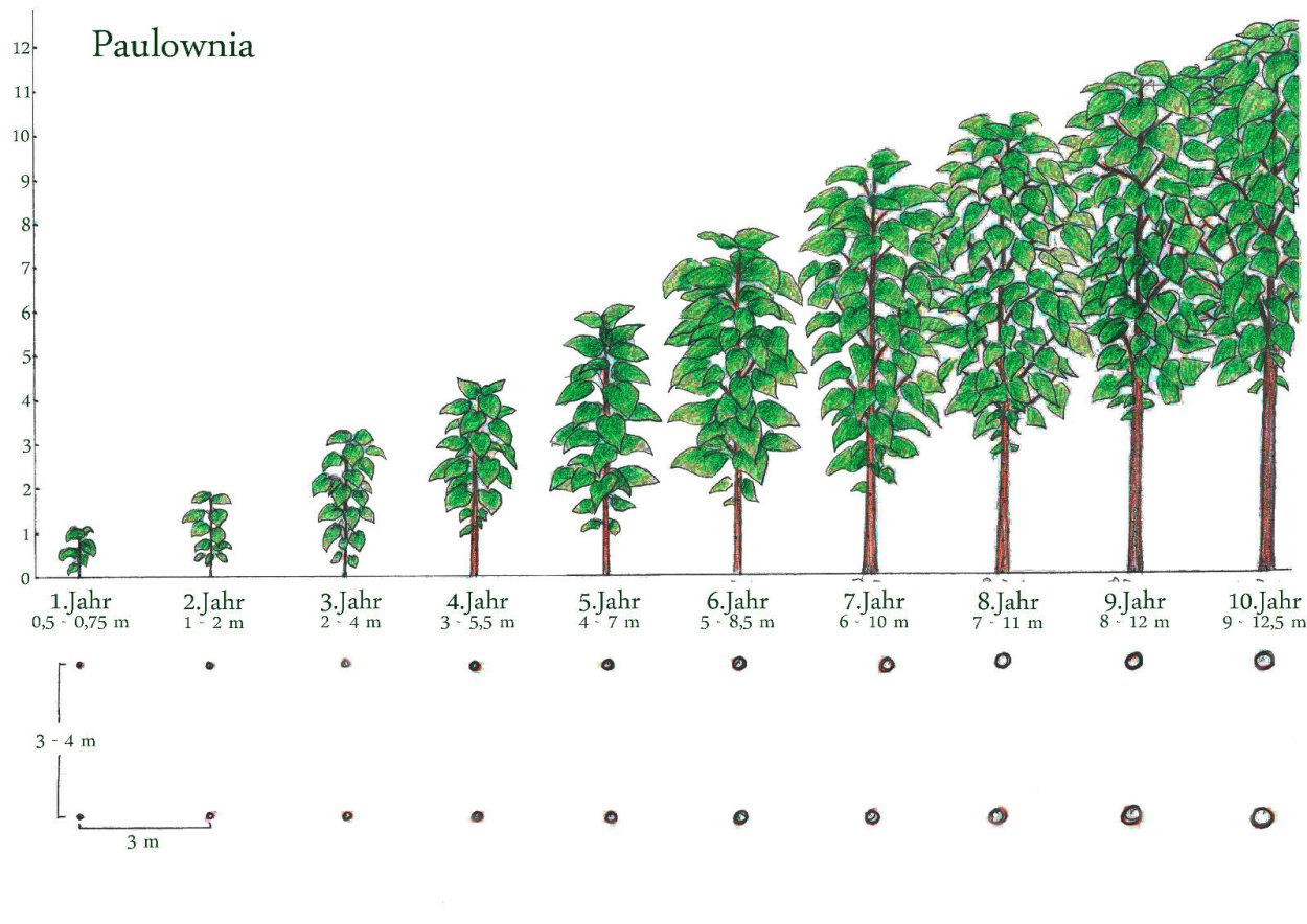 Павловния рост