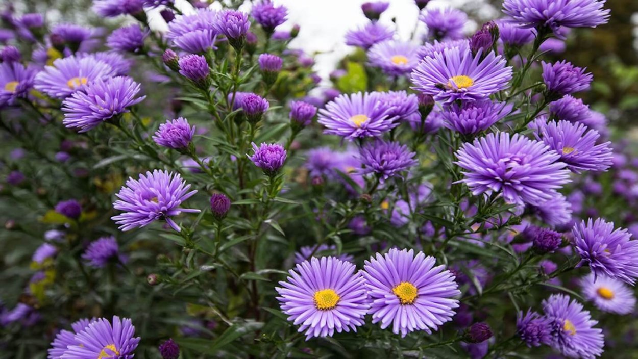 Поздние астры октябринки