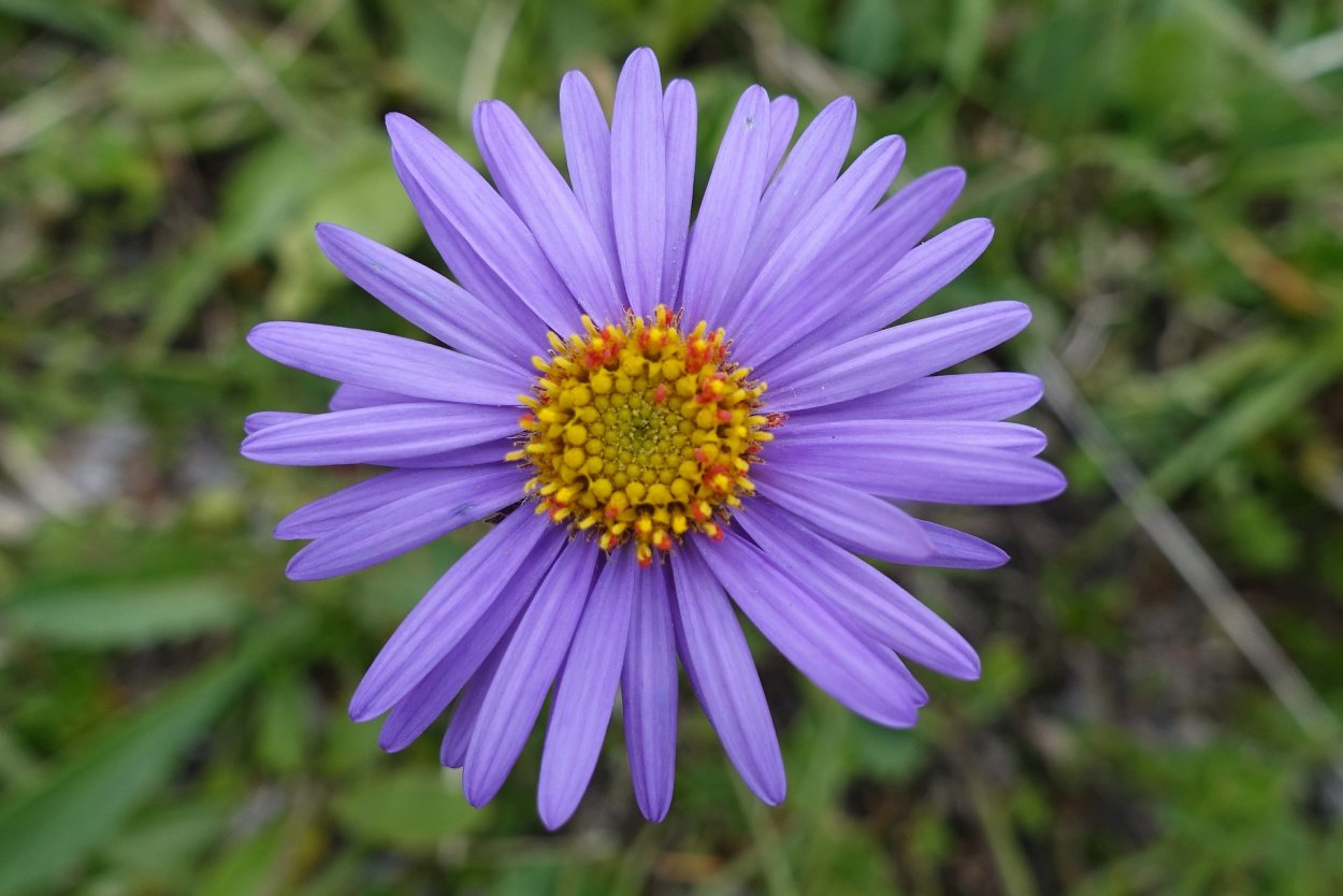 Астра сиреневая Ромашка