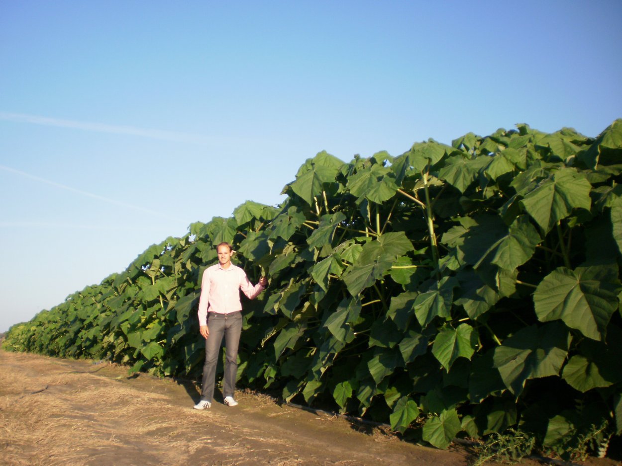 Павловния плантация