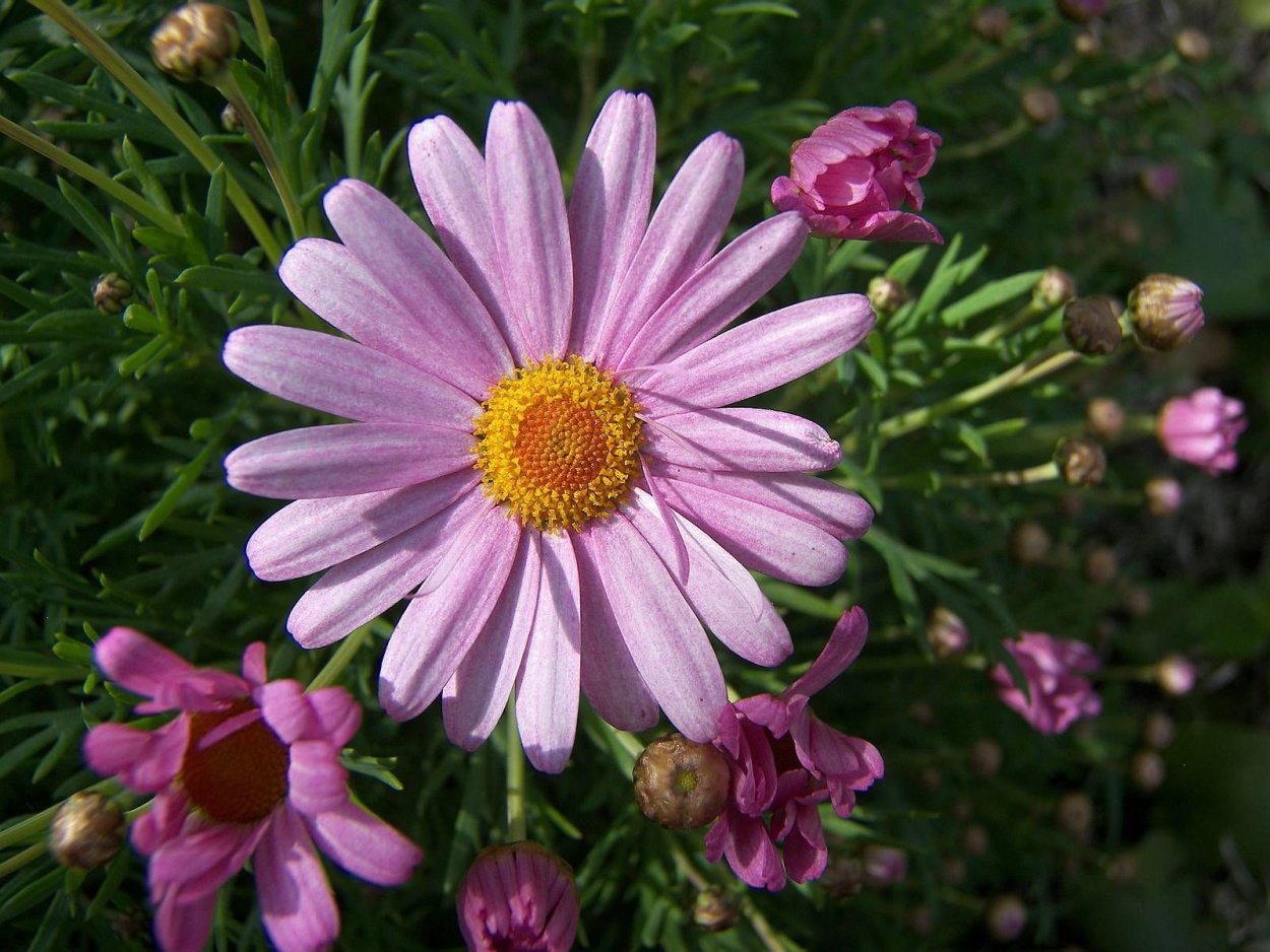 Астра многолетняя кустарниковая (Aster dumosus)