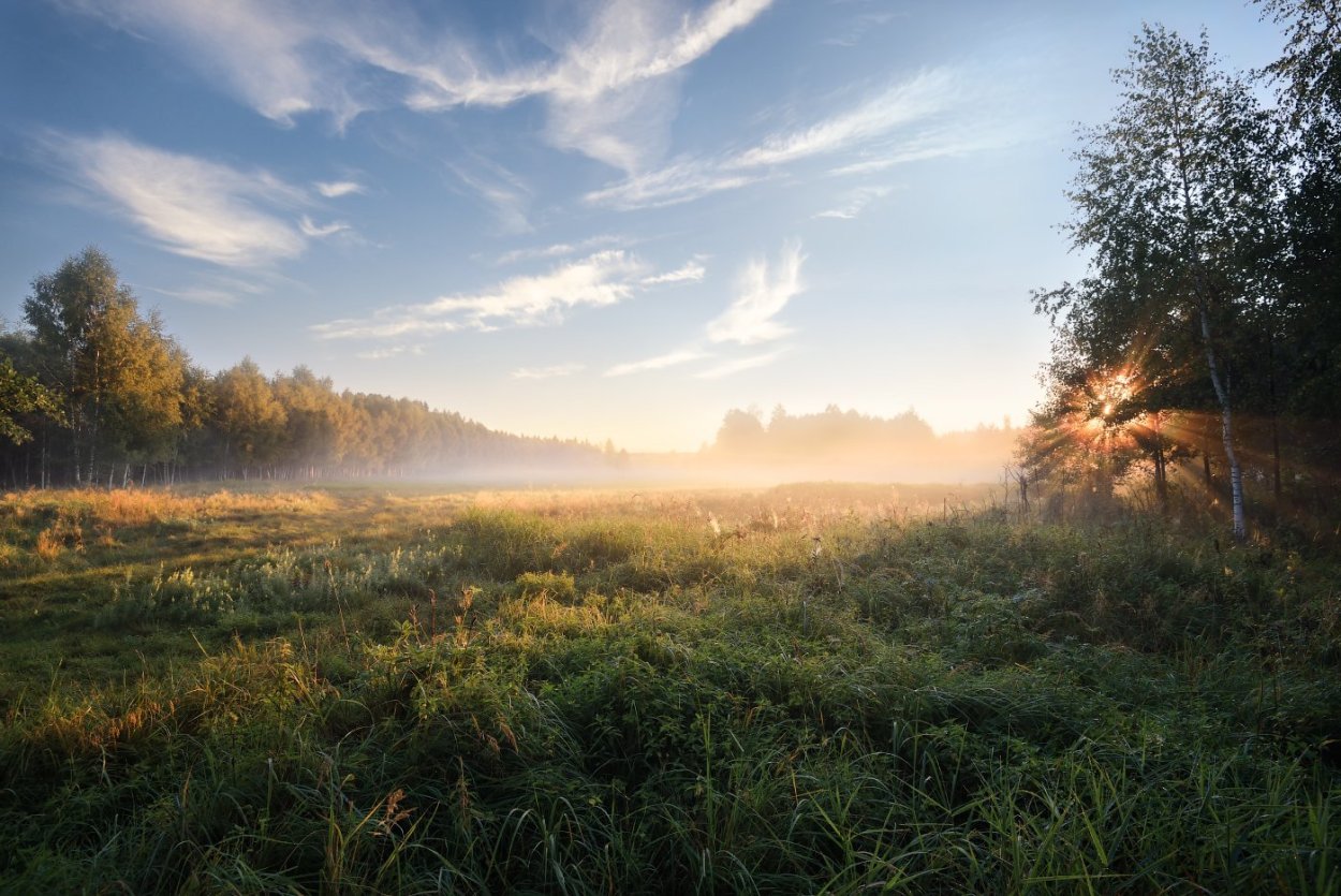 Рассвет в лесу