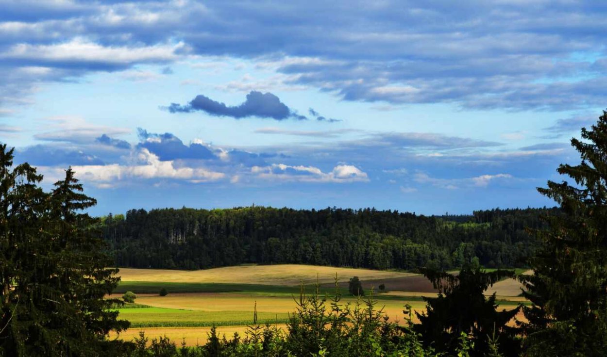 Панорама поля и леса