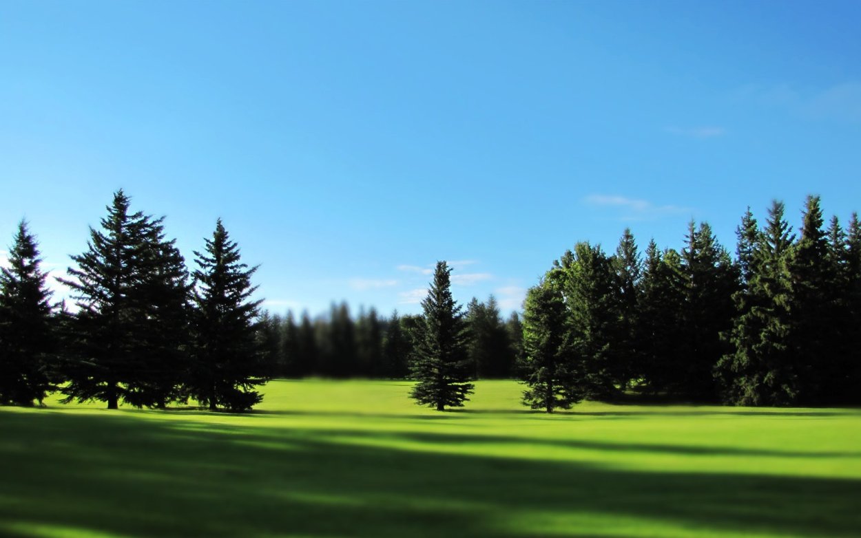 Панорама леса