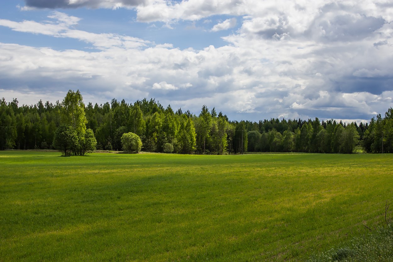Коттеджный поселок поле лес
