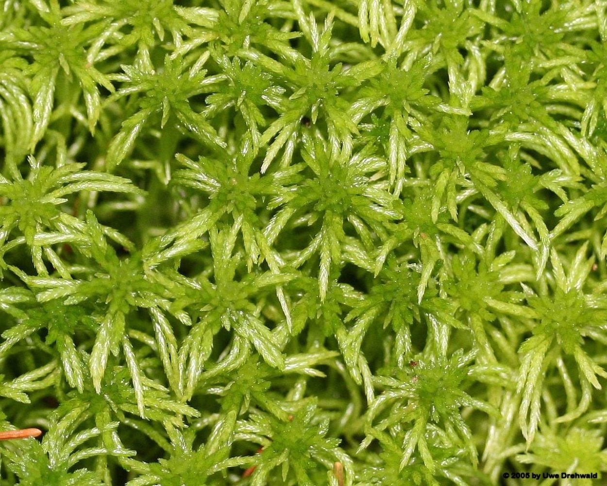 Клетка элодеи под микроскопом