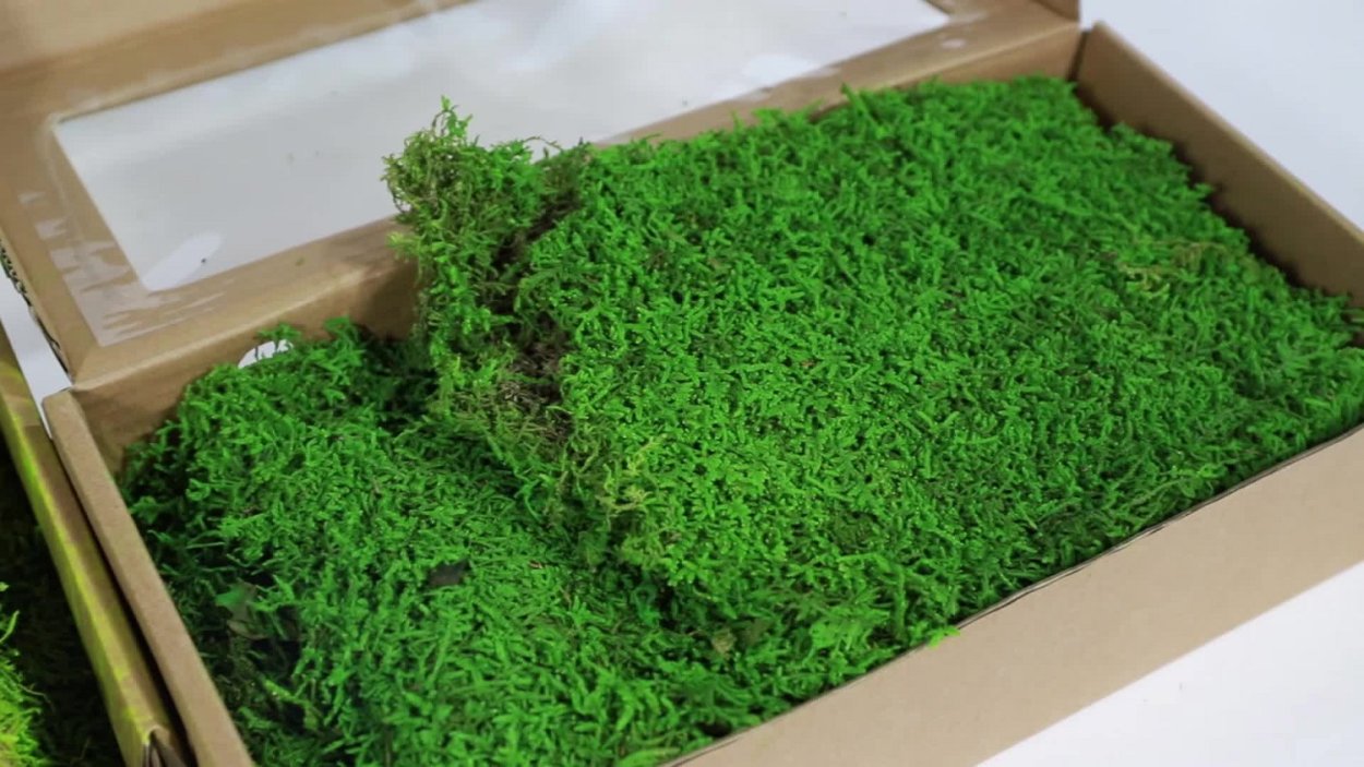 Сфагнум Гиргензона