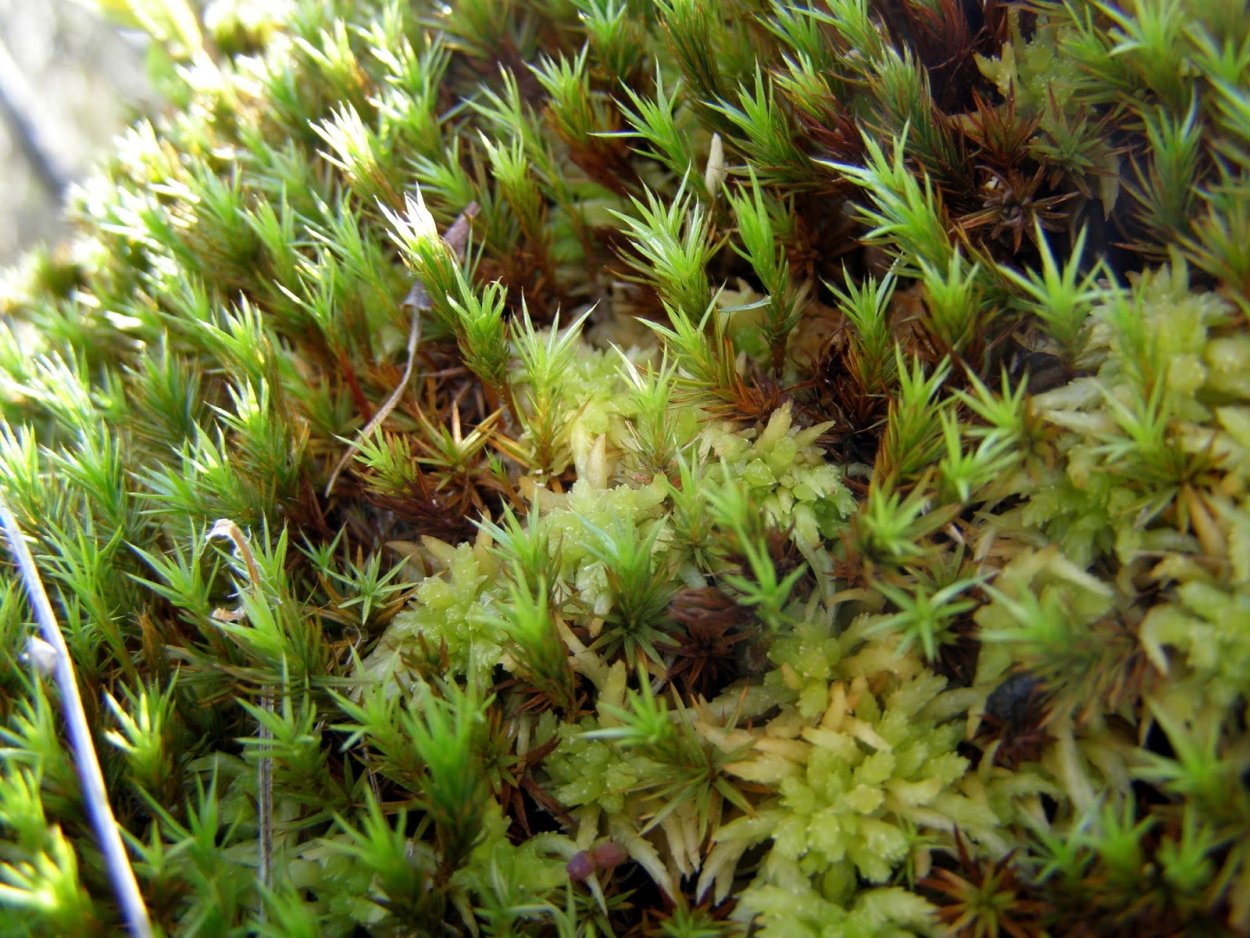 Жизненный цикл моховидных растений схема