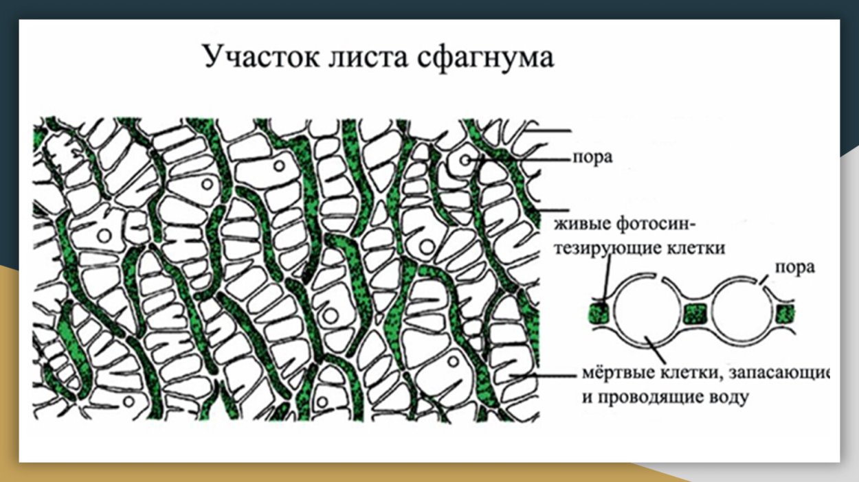 Водоносные клетки листа сфагнума: