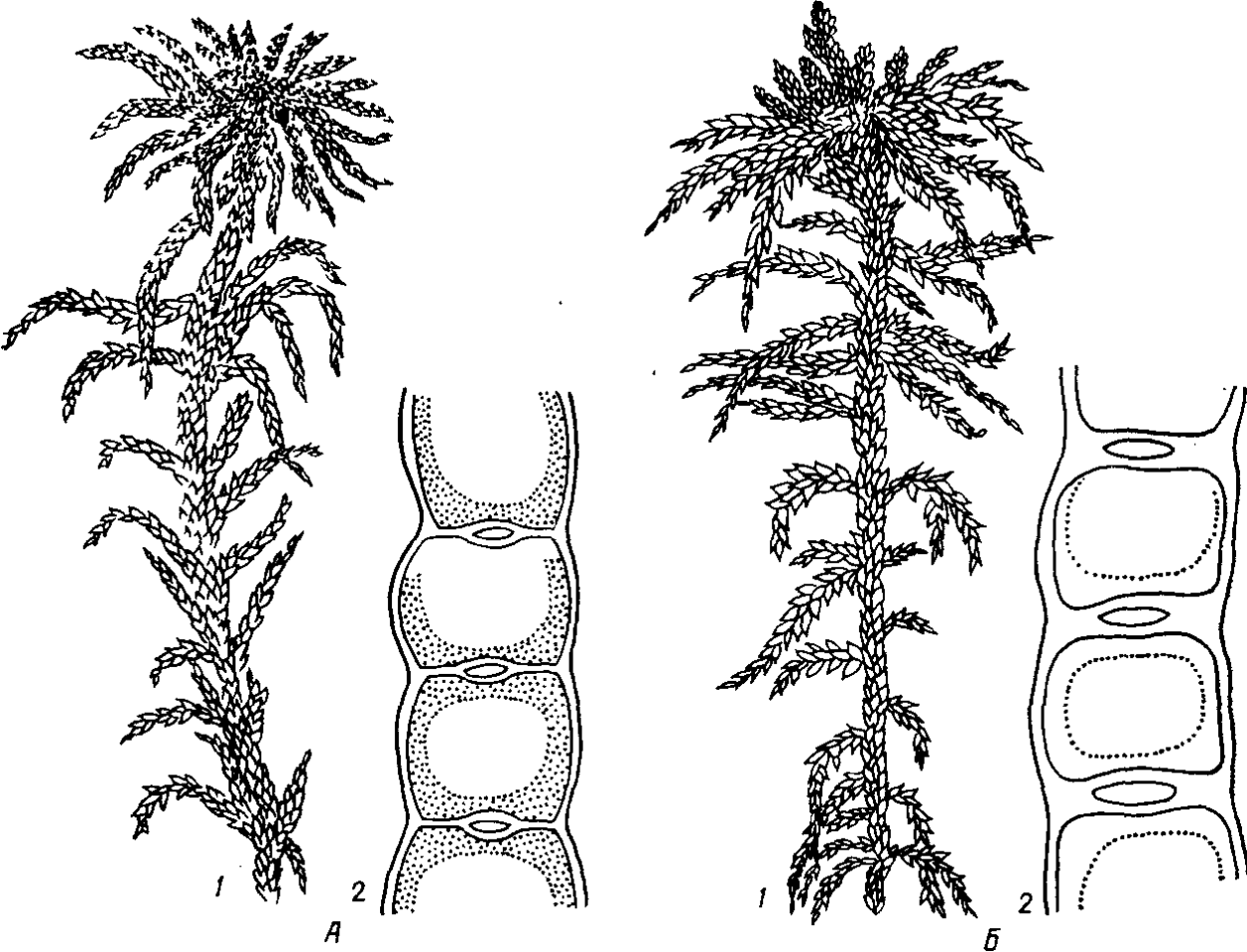 Внешнее строение папоротника щитовника