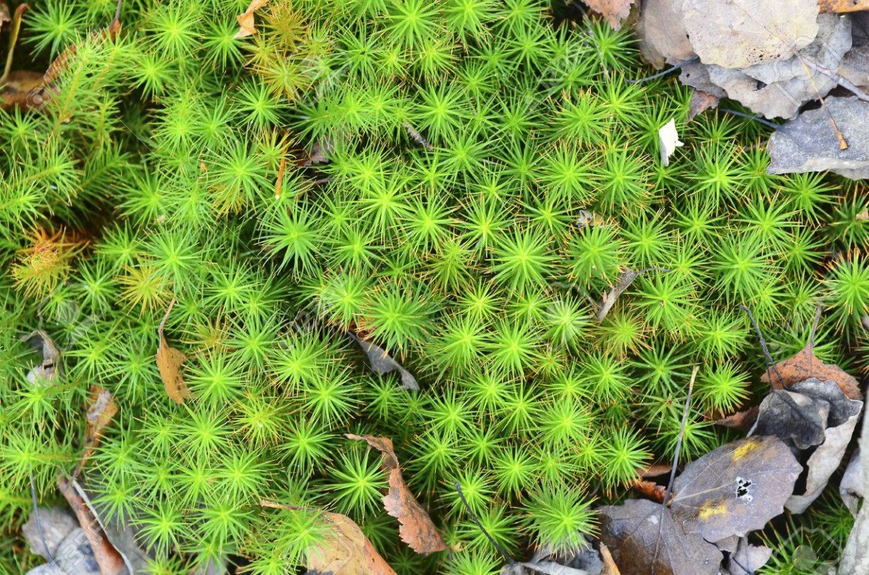 Мох Плакучий (Vesicularia ferriei 'Weeping)