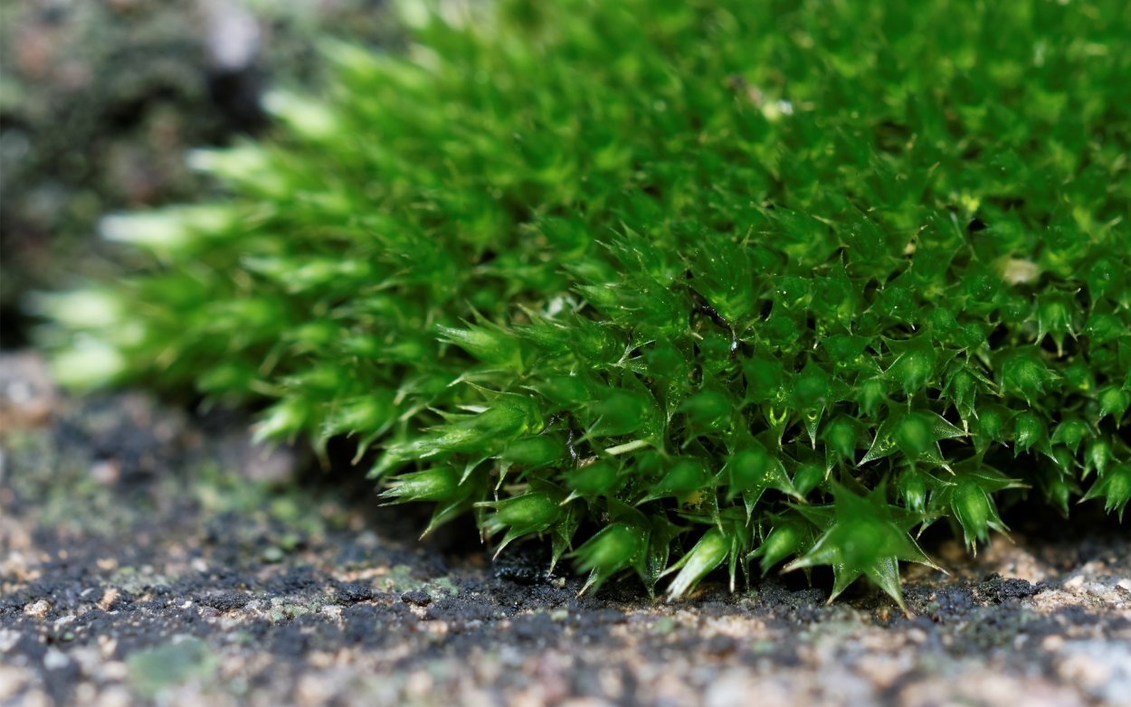 Листья мохообразных