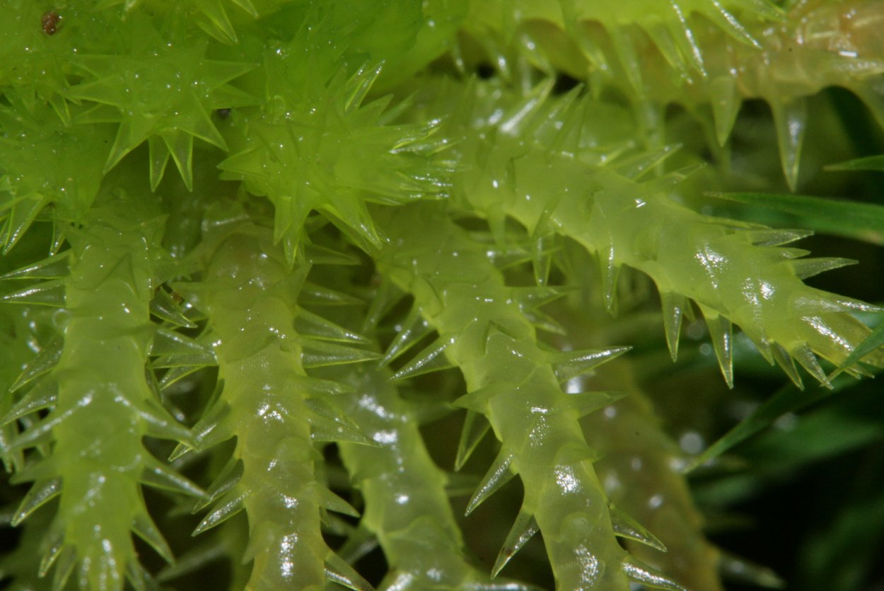 Сфагнум болотный под микроскопом