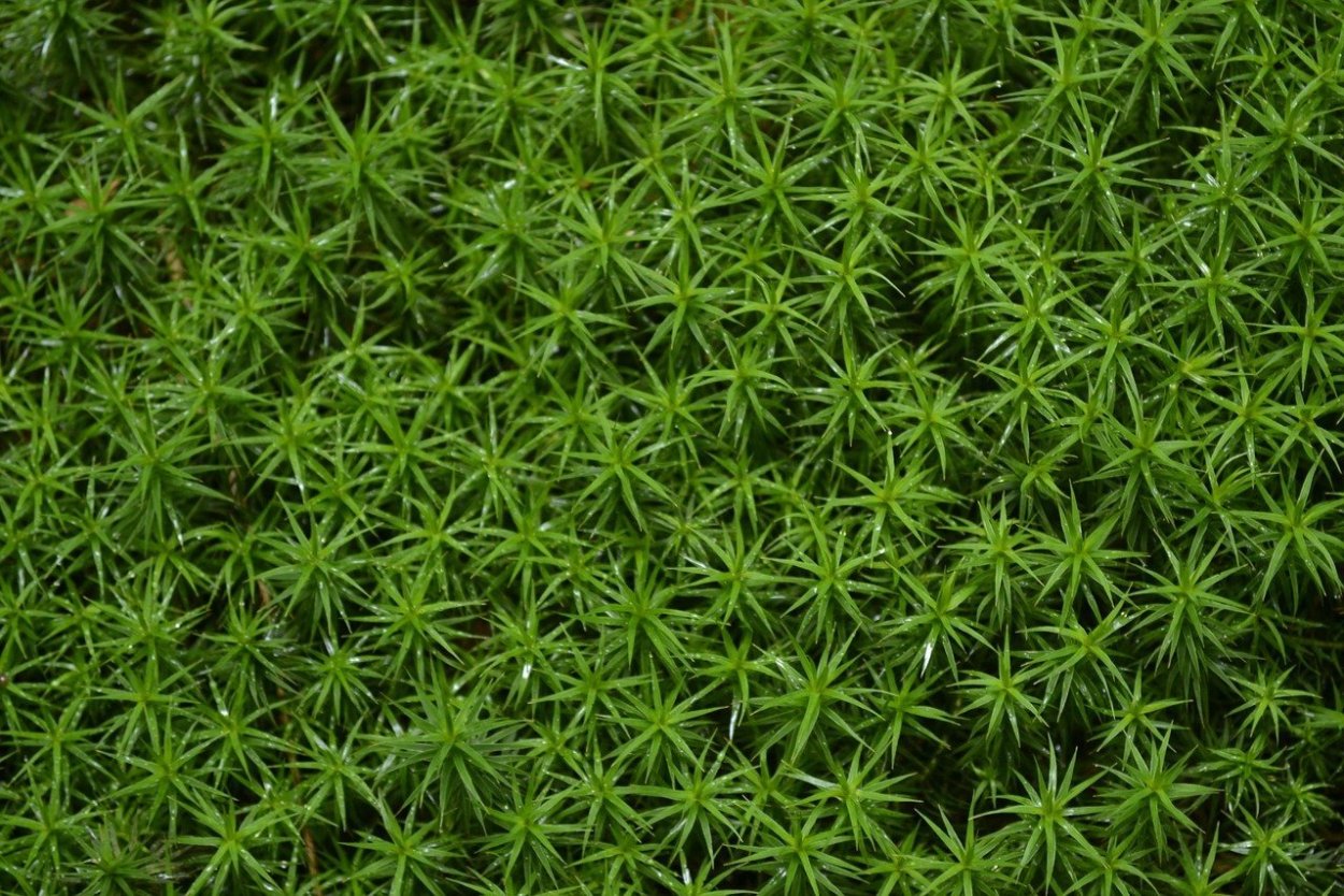 Мох болмос Грин