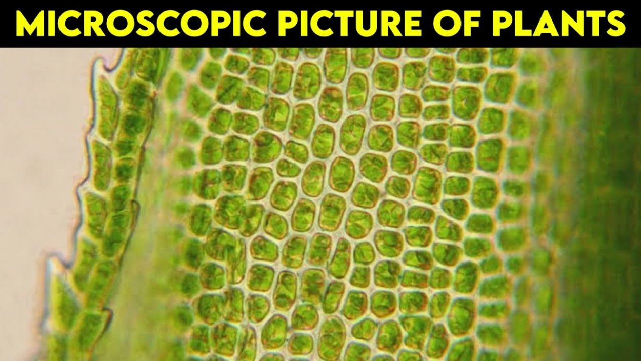 Сфагнум пыльца под микроскопом