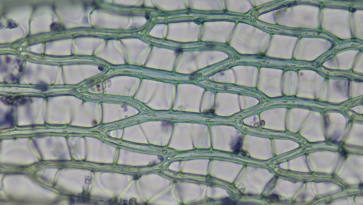 Сфагнум клетки листа сфагнума