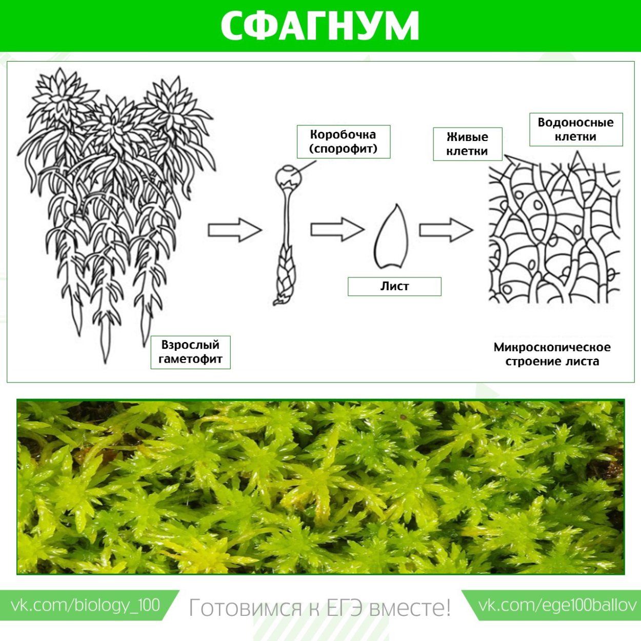 Строение листьев плауна