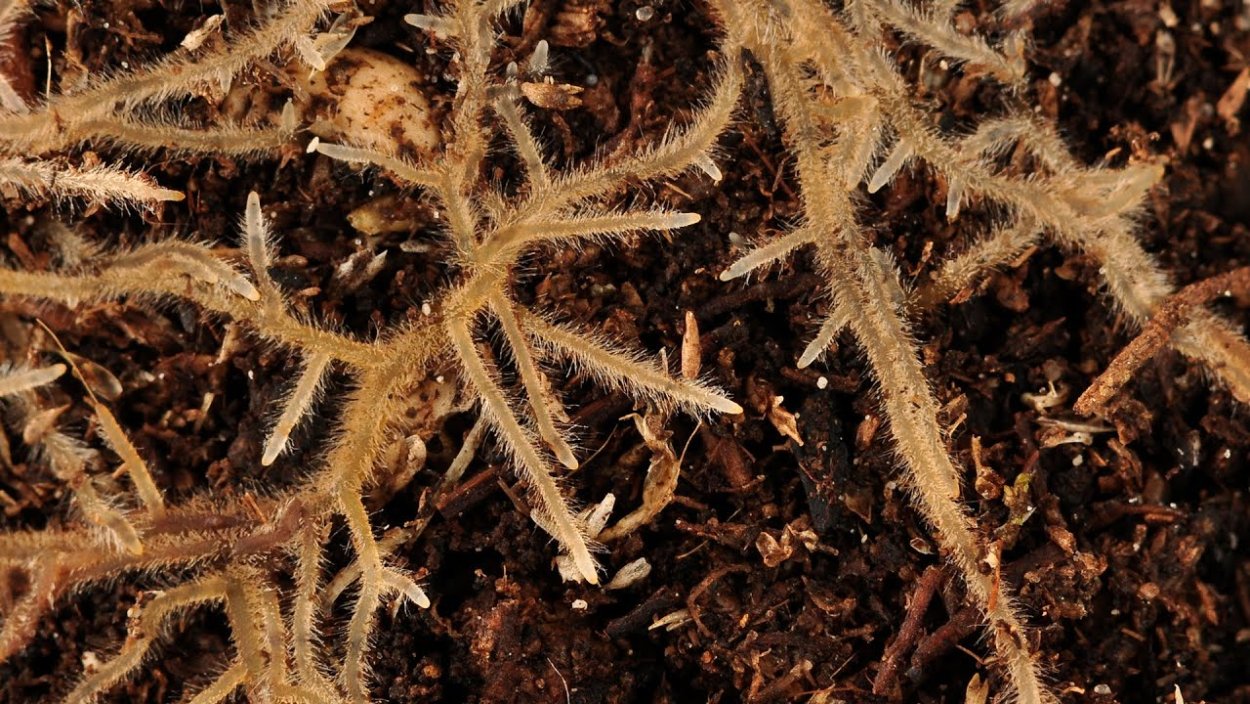 Мох сфагнум клетки листа под микроскопом