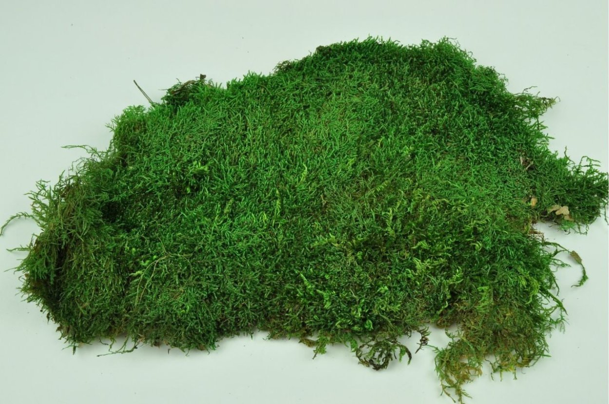 Мох сфагнум магелланский