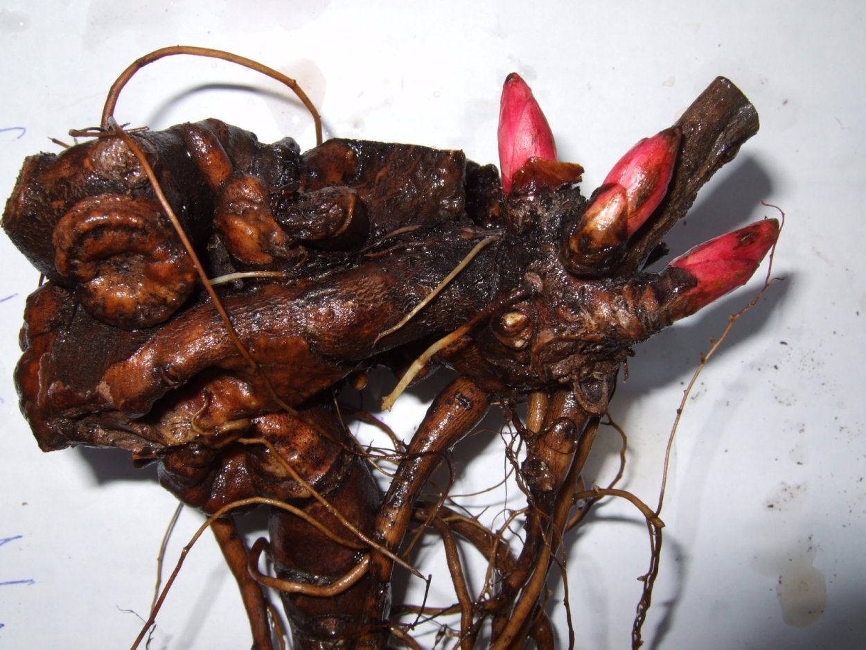 Деленка древовидного пиона