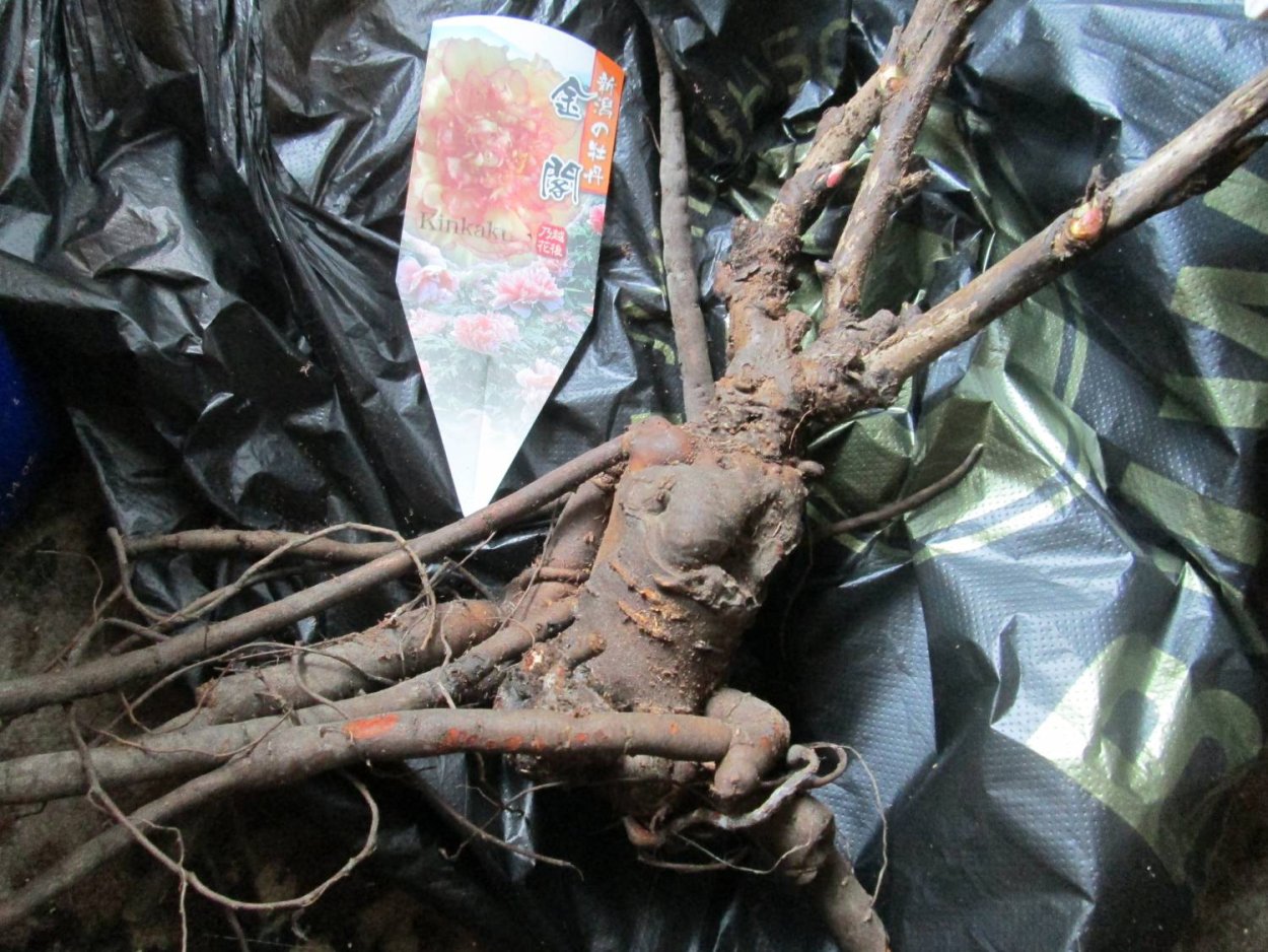 Корень древовидного пиона