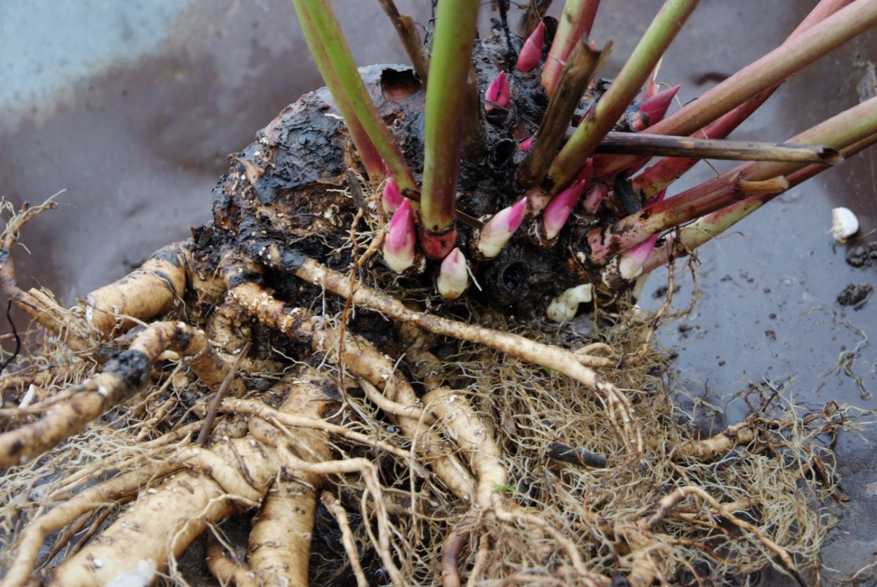 Корневая нематода пионов