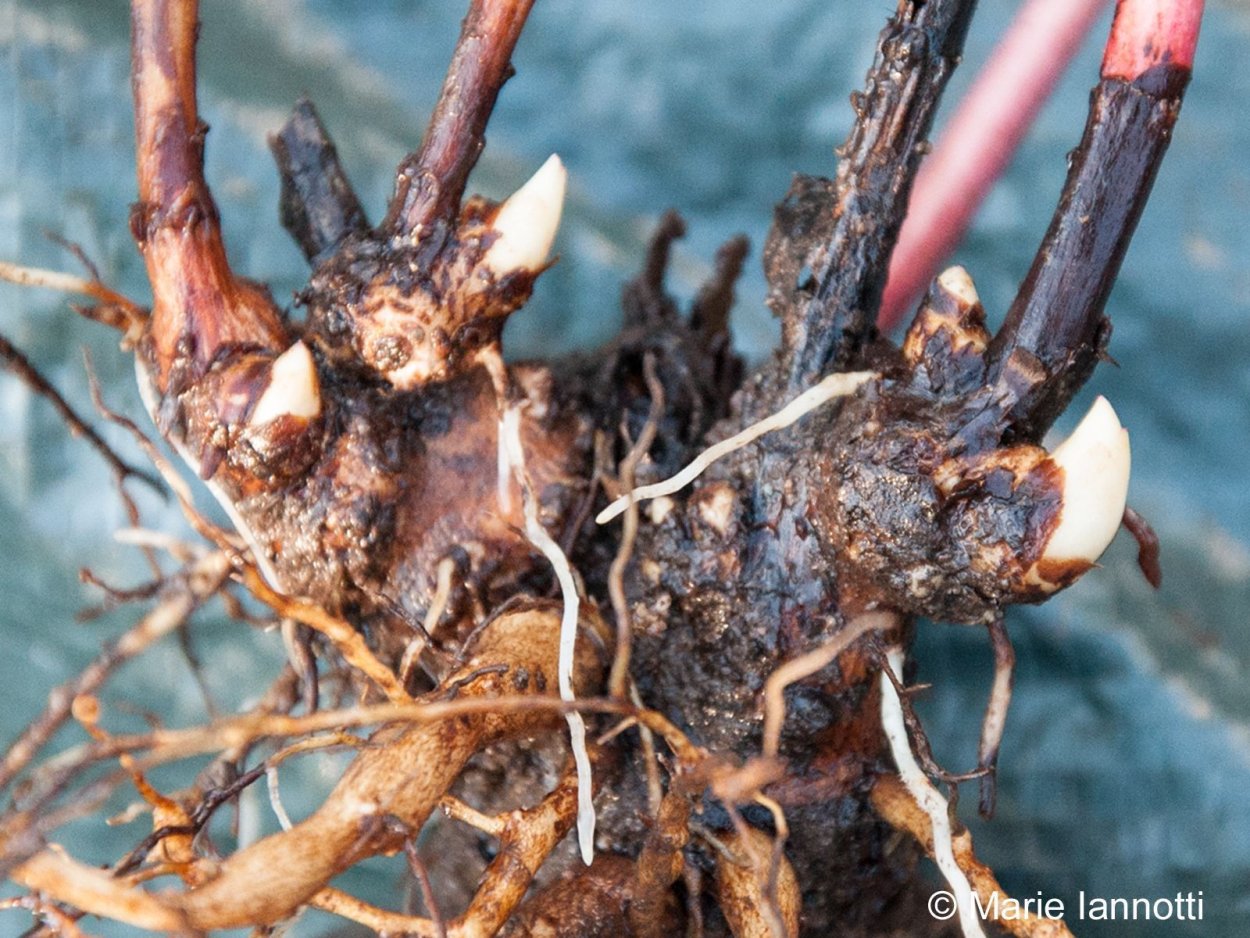 Ботритис на пионе корни