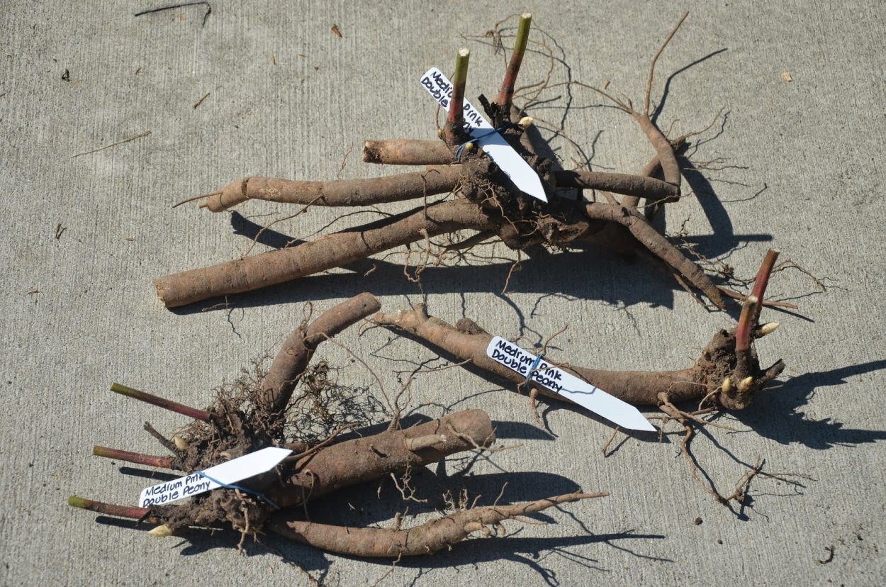 Корневище пиона