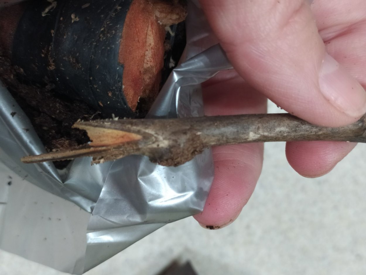 Корневая почка у пиона