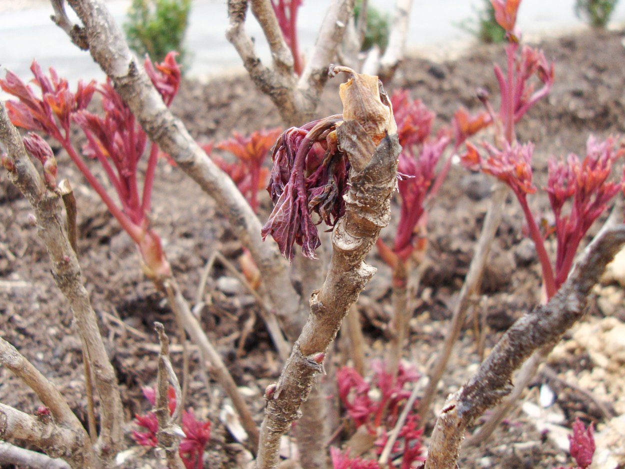 Ботритис на пионах