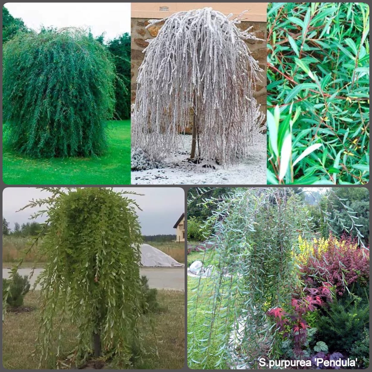 Ива пурпурная Пендула Salix purpurea pendula