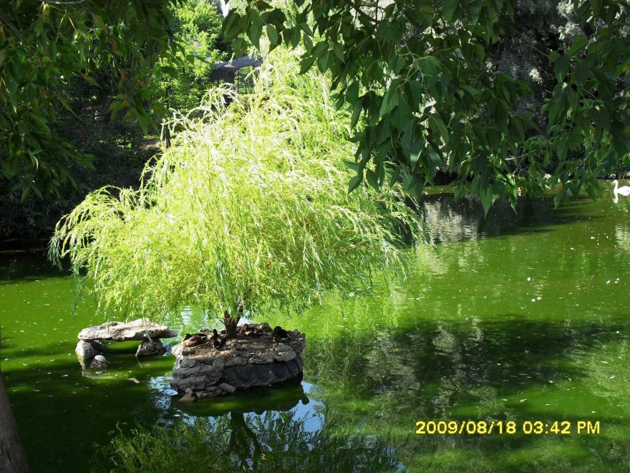 Ива плакучая в ландшафтном