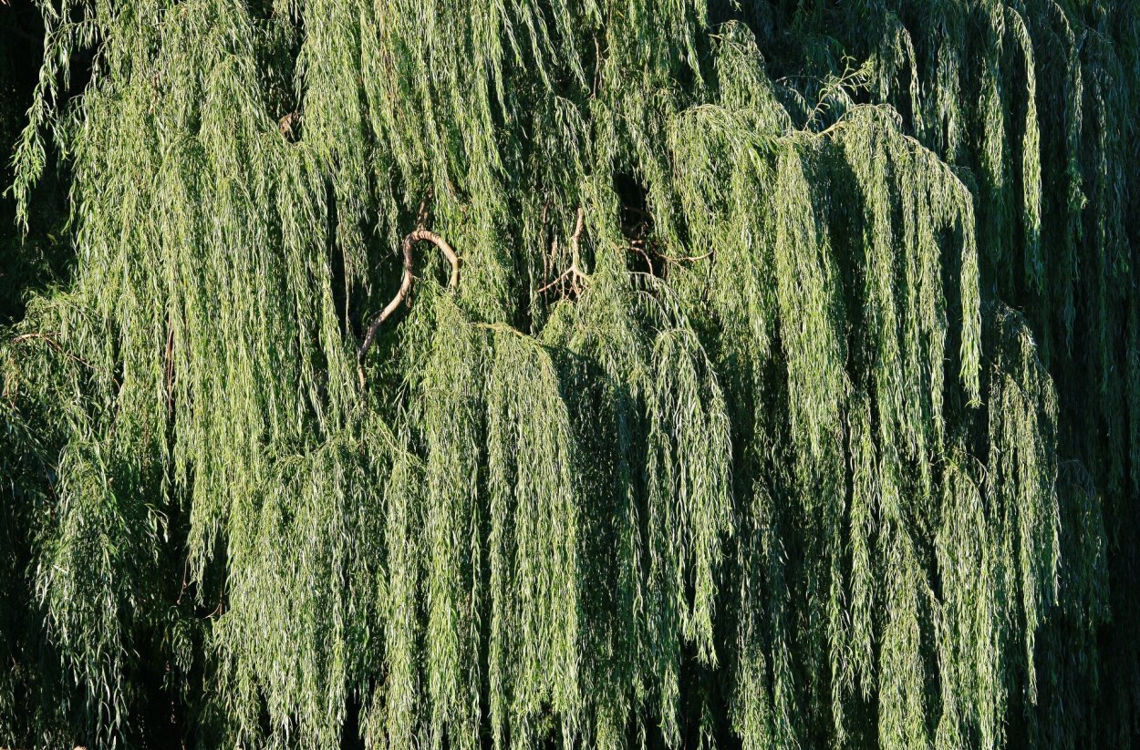 Дерево Ива Монтесума