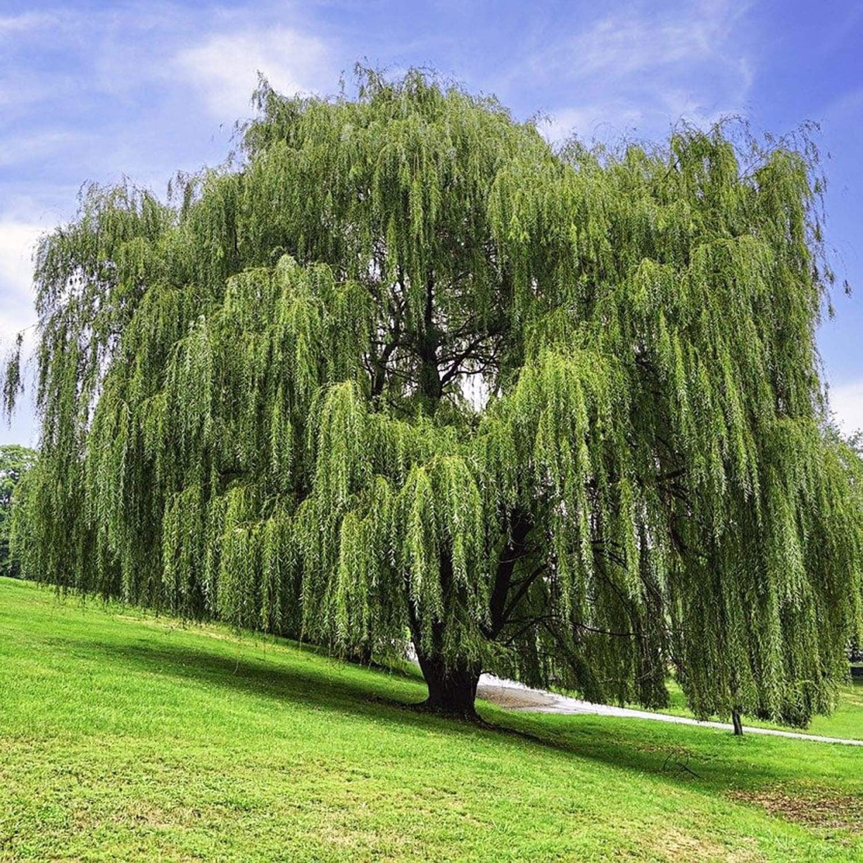 Ива белая плакучая Мультиштамб 250-300