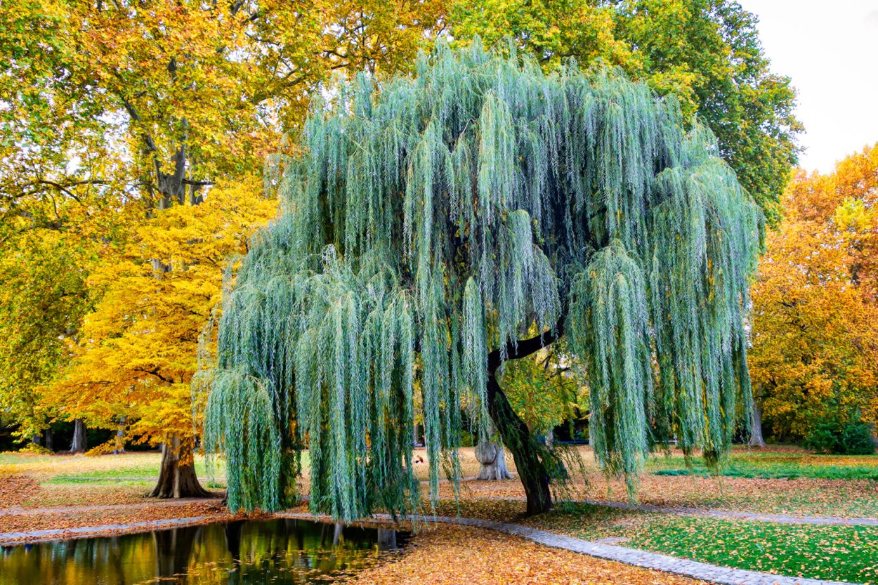 Weeping Willow