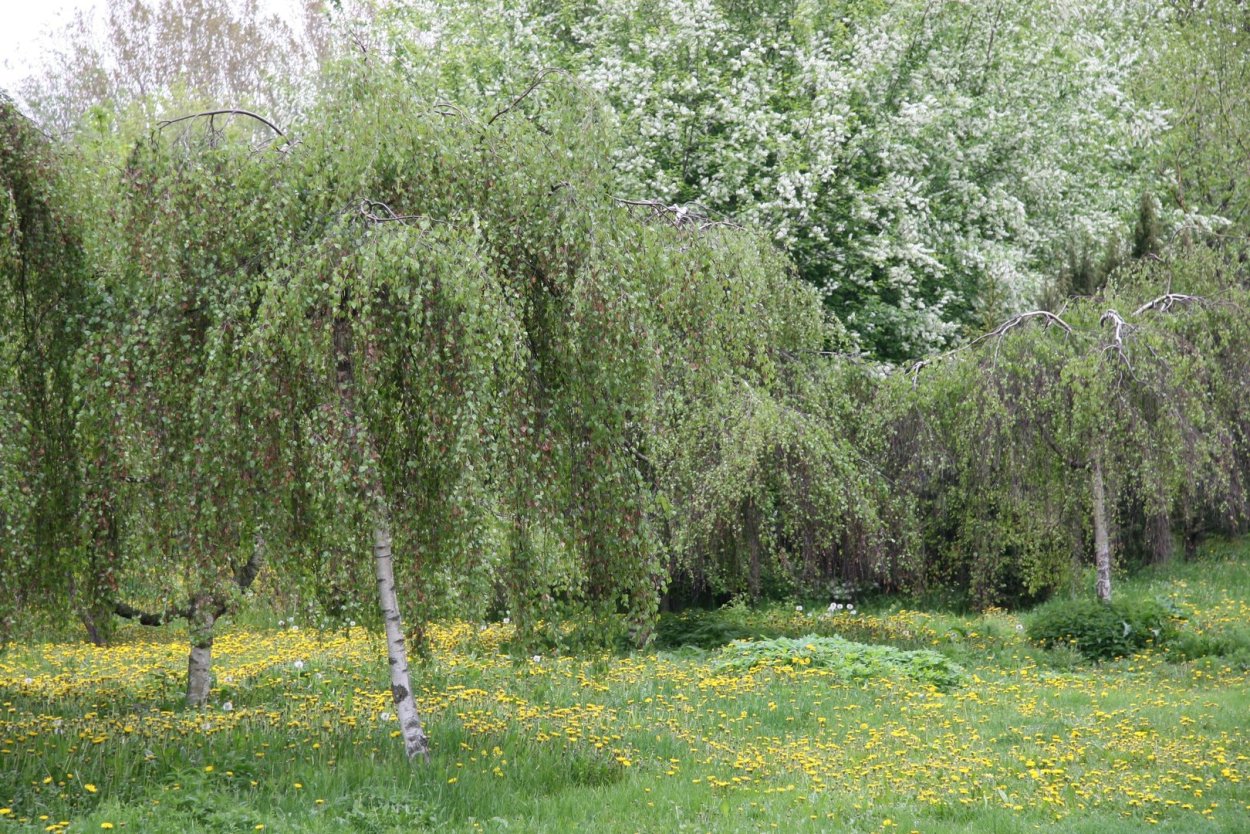 Береза повислая Юнги Betula pendula Youngii
