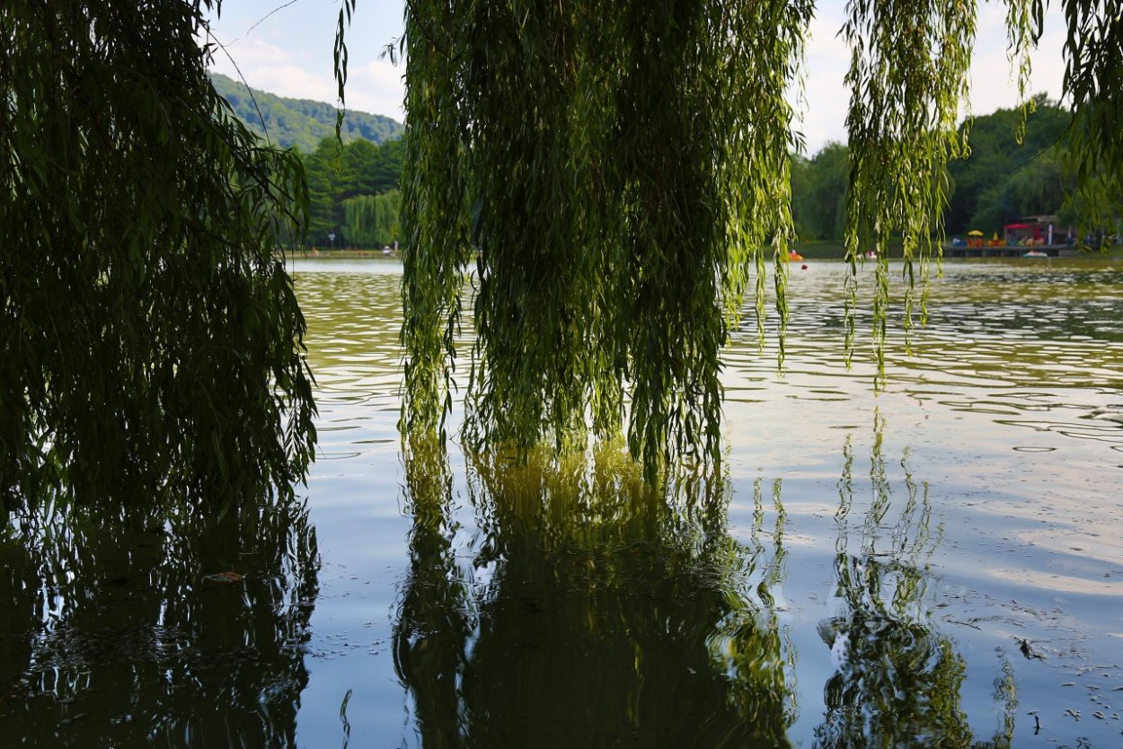 Ива плакучая Кореновск